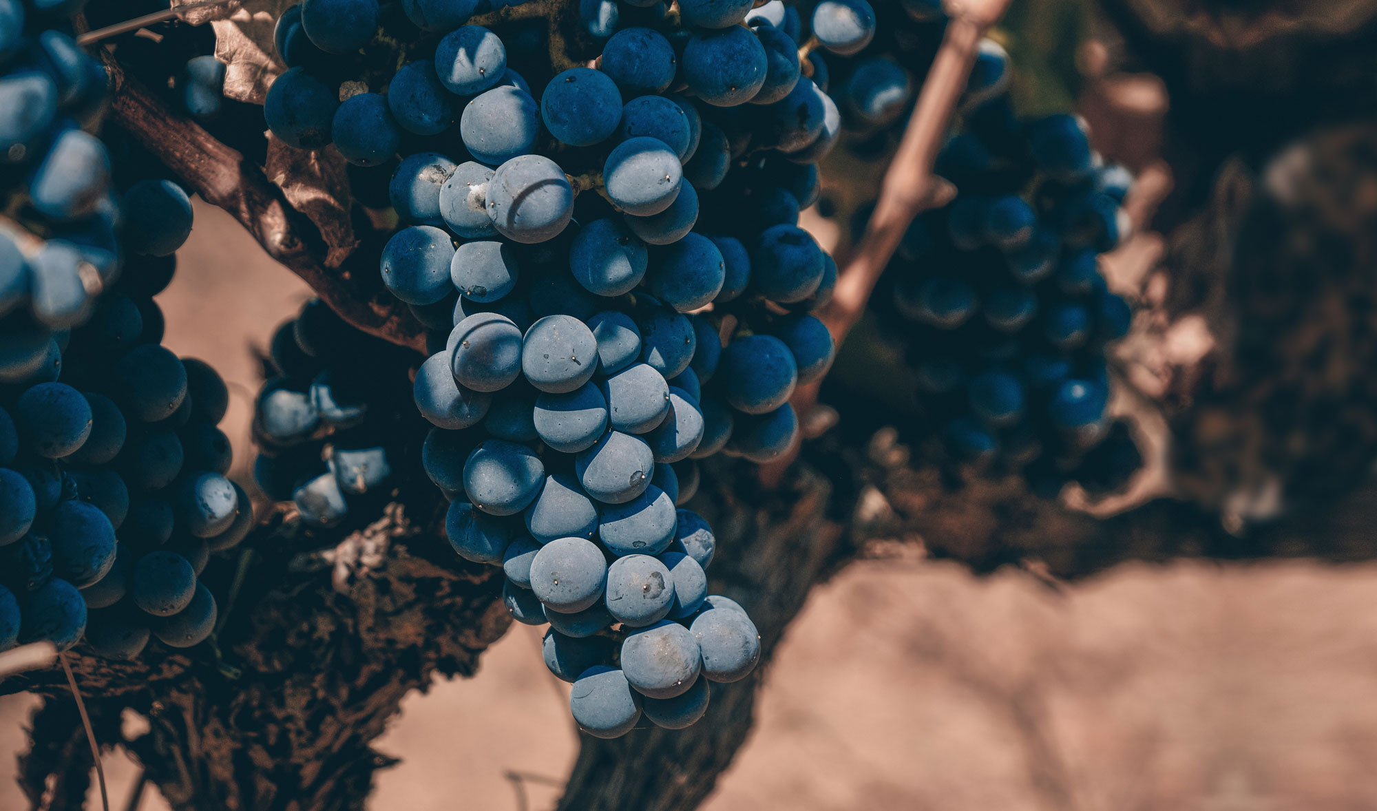 Xinomavro | Vineyards | Greece