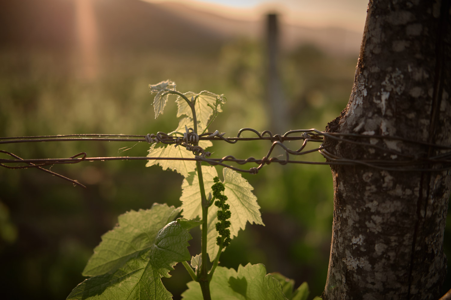 Xinomavro | Vineyards | Greece
