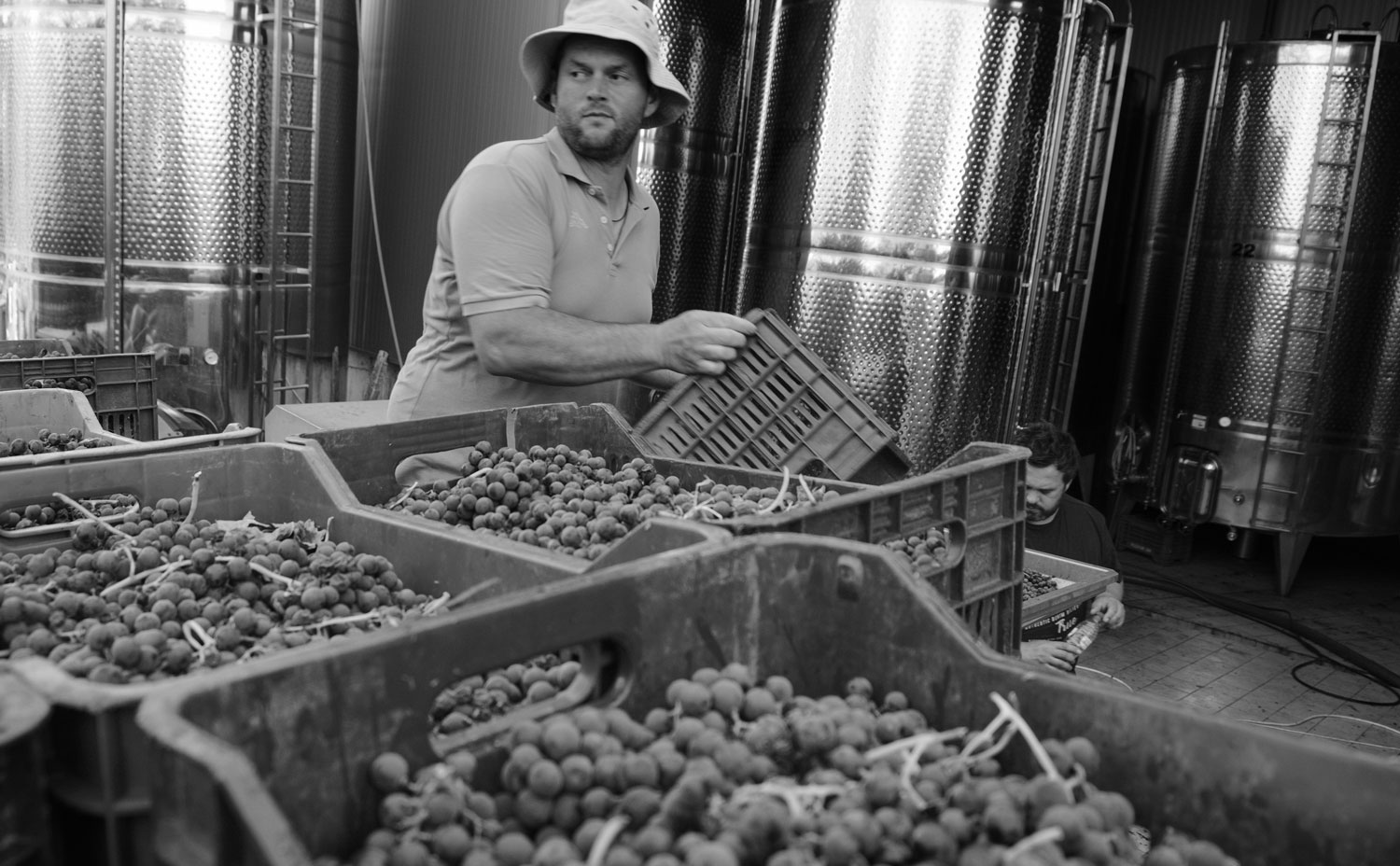 Harvest | Vineyards | Greece