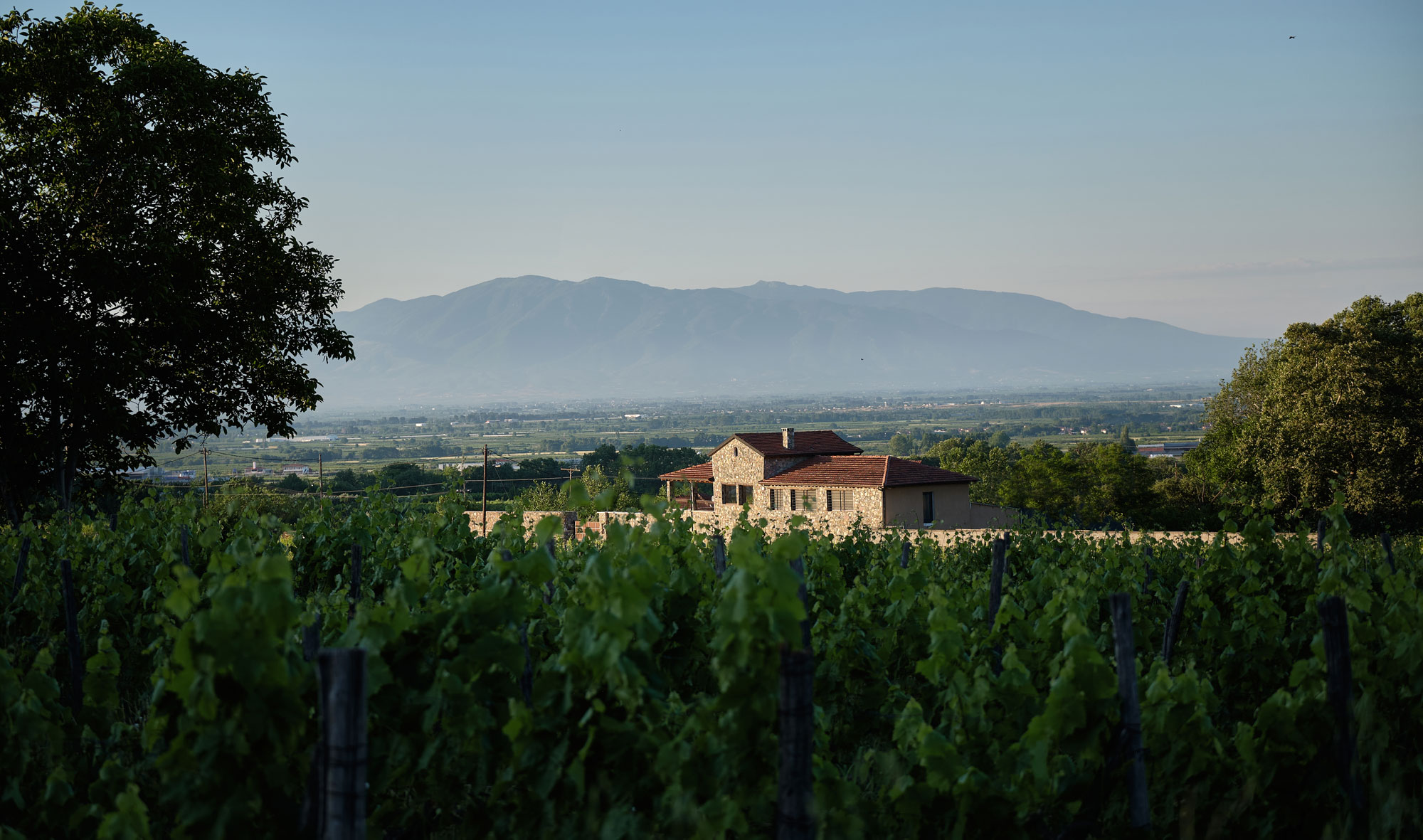 Our story | Vineyards | Greece