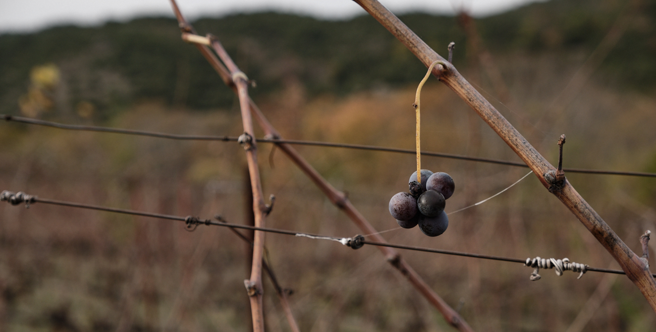 Xinomavro I Vineyards I Greece