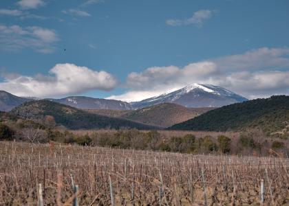 Trilofos l Vineyards l Naoussa